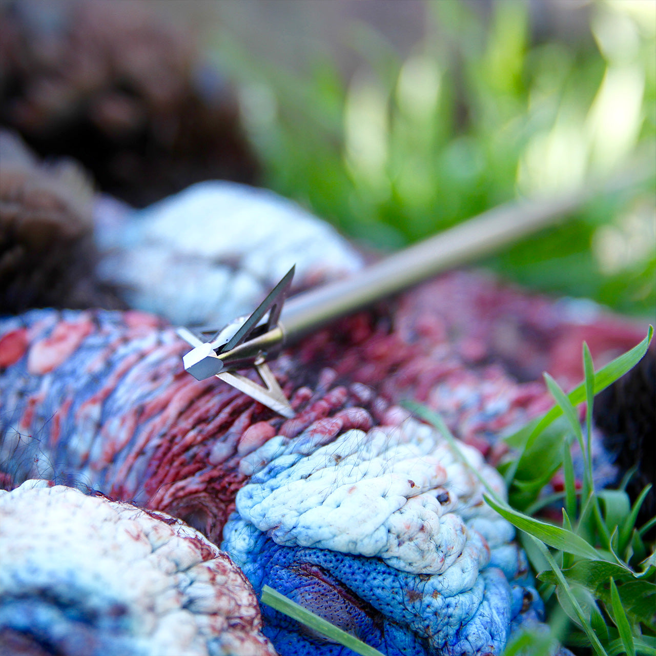 Brightly colored turkey with broad fan and hunting arrow shot through it, lying on green grass.