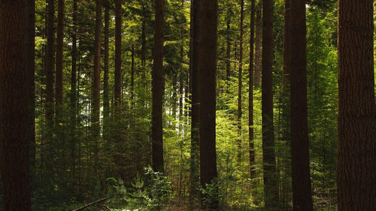 Tree Saws for Hunting Site Preparation 