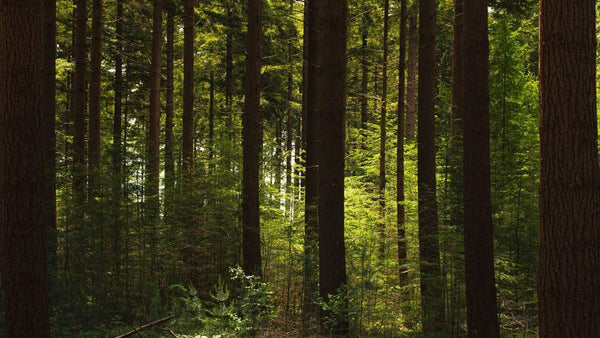 Tree Saws for Hunting Site Preparation 