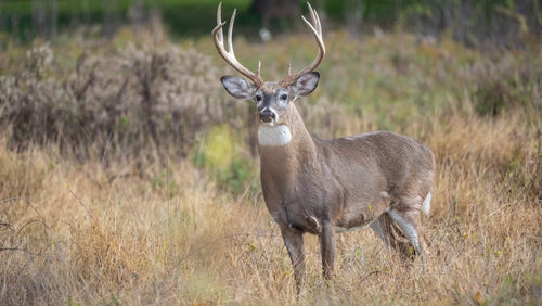 Placing Game Cameras for Hunting Success