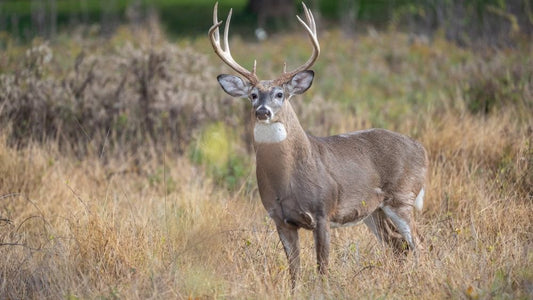 Placing Game Cameras for Hunting Success