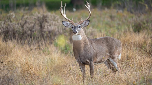 Placing Game Cameras for Hunting Success