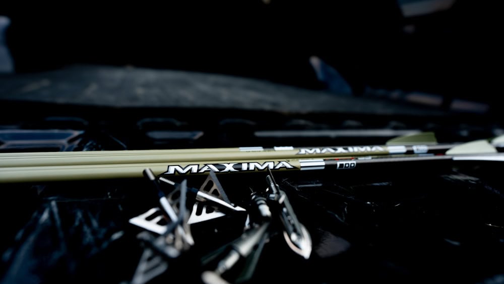 MAXIMA archery arrows on a bowstring ready for hunting or target shooting, outdoors equipment for bowhunters.