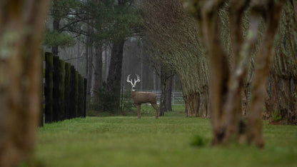 Deer target mannequin in a wooded outdoor setting for archery practice.