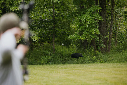 Black bear in forested area during daytime, hunting situation, outdoor wildlife scene, FeraDyne Outdoors.
