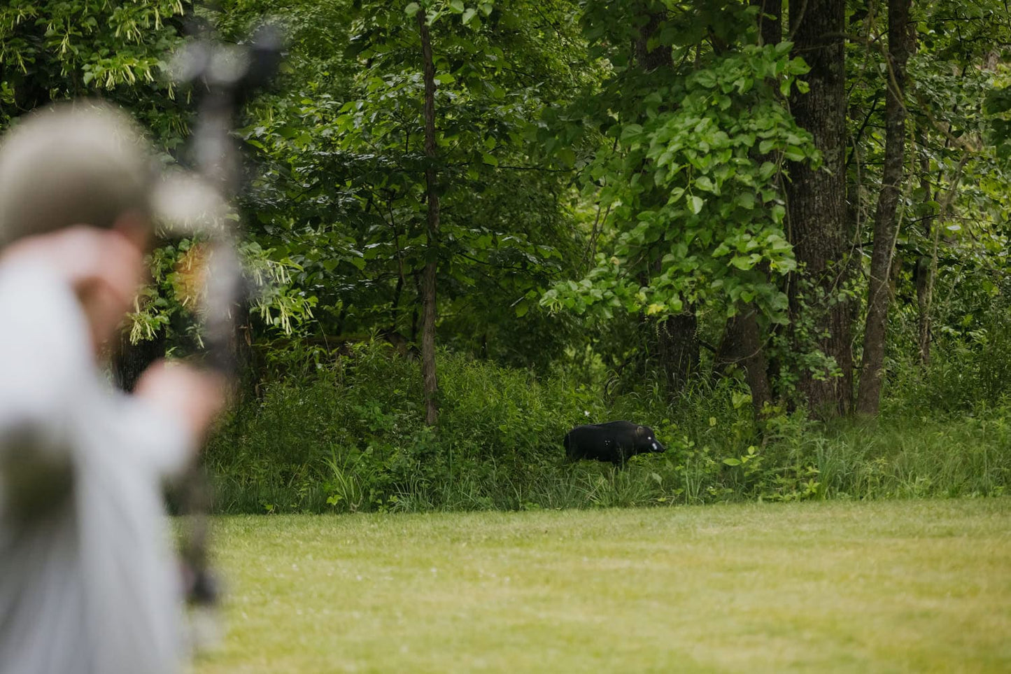 Wild boar in forested hunting area, target in sights of archer, FeraDyne Outdoors gear.