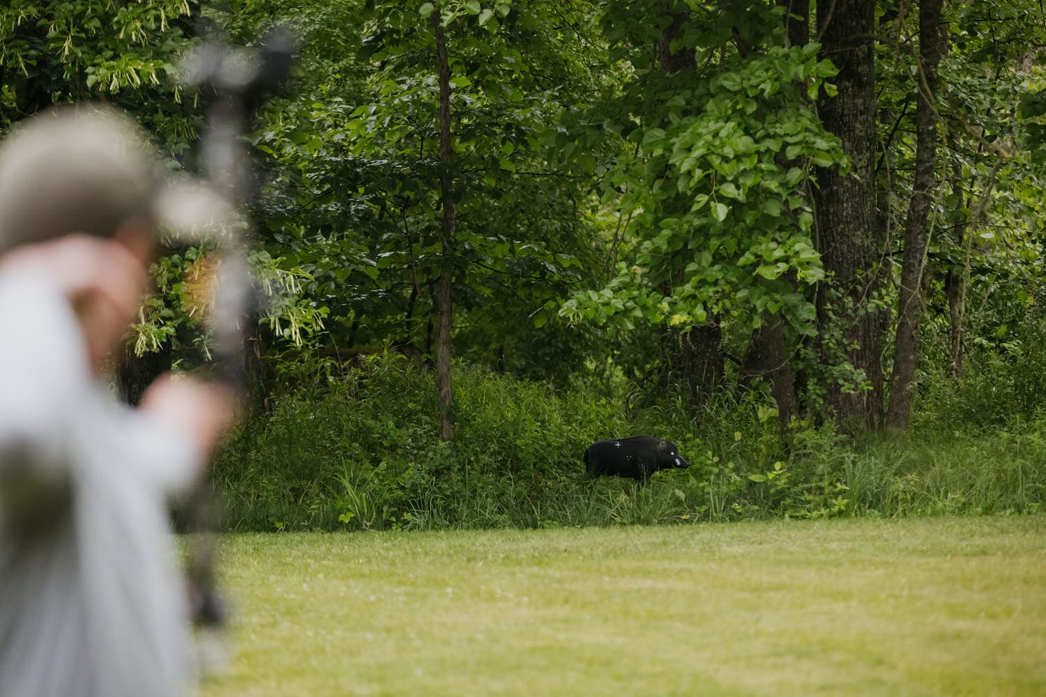 Small black pig in a green woodland clearing, with a blurred archer aiming a bow in the foreground.