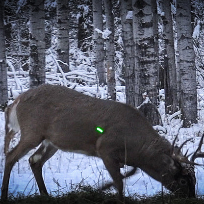 Deer with a green tracking collar in a snowy forest during hunting season.