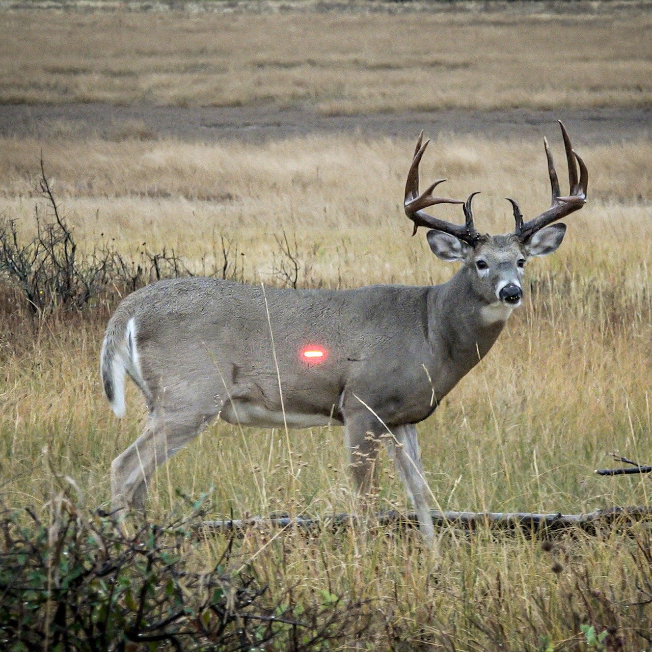 Deer with a blood trail indicator dot on its side in a field during daytime.