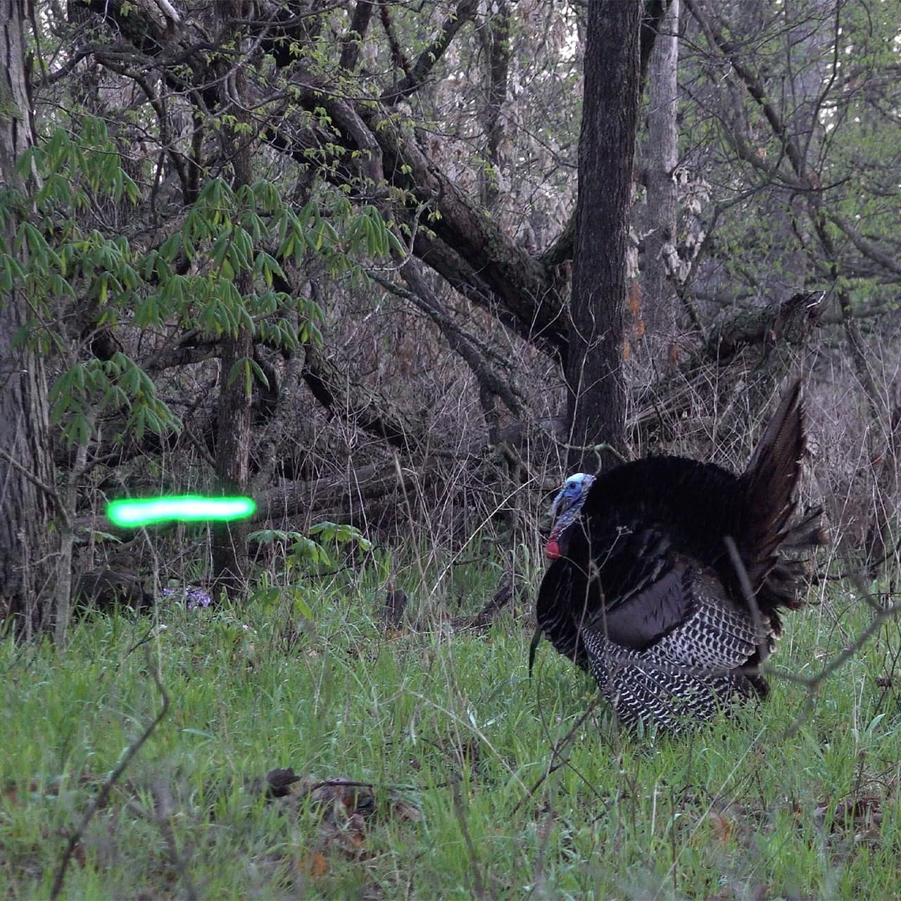 Alt text: Wild turkey in forest during hunting season with green laser scope aim.