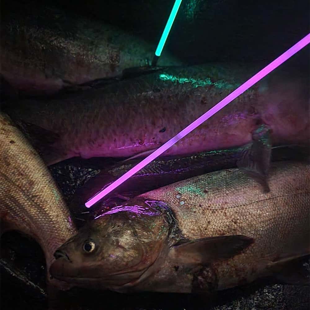 Glowing fishing lights illuminating fish underwater at night for improved nighttime catch efficiency.